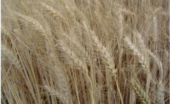 饕餮中國(guó)︱“南稻北麥”：歷史事實(shí)還是刻板印象