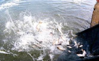 湖南沅江放流300萬尾魚苗為洞庭湖區(qū)生態(tài)除磷