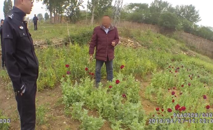 男子種兩千余株罌粟：比菠菜好吃，不上癮