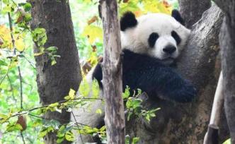 中國大熊貓個(gè)體識別技術(shù)迎新突破：今后可“熊臉識別”大熊貓
