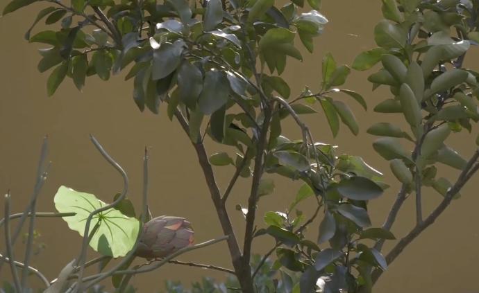 你的地方·漫步|百年前城隍出巡之路