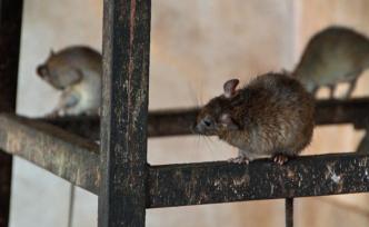 出現(xiàn)5宗人感染大鼠戊型肝炎個案，香港開展全城清潔運(yùn)動