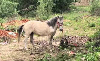 一匹馬闖進大學校園，溜達了半個小時