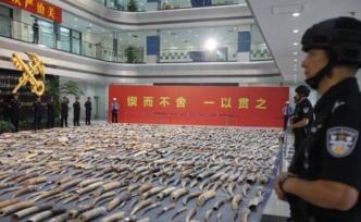 海關(guān)設(shè)精品倉庫保管查扣象牙等制品，已向地方移交逾27噸