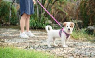 马上评｜网友点赞“碰瓷”遛狗不牵绳，到底哪出了问题？