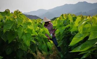 我的母親是個(gè)農(nóng)民