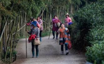 “候鸟”采茶女飞临白茶第一村