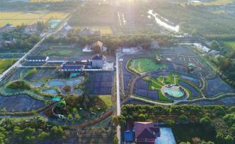 長三角觀察·鄉(xiāng)村振興｜嘉興竹林：華東第一養(yǎng)豬村的6年蝶變