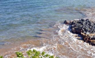 美國夏威夷再爆鯊魚傷人事件，致1名游客死亡