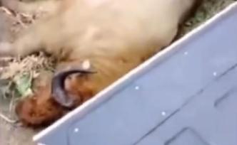 國(guó)家一級(jí)保護(hù)動(dòng)物羚牛竄入村子致人兩死兩傷：一頭被擊斃