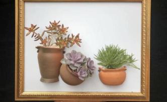 云南小伙开物流公司亏50万，网上卖多肉植物一年逆袭