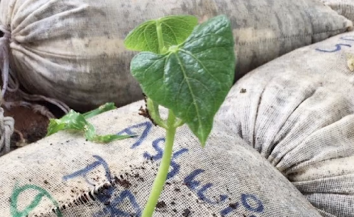 宜蘭國際設計教育①｜探索自然，學堆肥