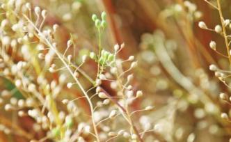 英國(guó)批準(zhǔn)洛桑研究所進(jìn)行轉(zhuǎn)基因亞麻薺的田間試驗(yàn)