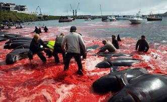 早安·世界｜觸目驚心！法羅群島百余頭鯨魚(yú)遭捕殺