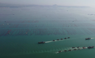 海帶豐收旺季，千帆競(jìng)發(fā)千里海岸線