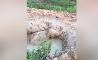 云南景洪市一頭野象掉進(jìn)水坑泥潭，當(dāng)?shù)囟嗖块T成功營救