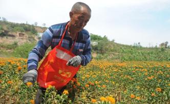 六旬老人烈日下采摘一種花，忙一天只采3斤，收入讓他不滿意