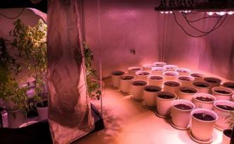 浙江警方破獲種植販賣毒品案：毒販在家中搭農(nóng)用帳篷種大麻