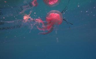 15家單位成立中國凈塑行動(dòng)網(wǎng)絡(luò)，助力海洋塑料垃圾零排放