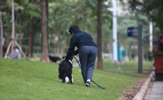 湖北拟出台最严禁犬令：萨摩耶等35种犬只在物业区域禁养