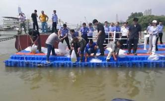 非法捕捞者向长江投放鱼苗：想弥补过错