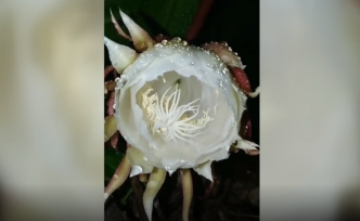 “曇花一現(xiàn)”是啥樣？云南小伙家中用延時(shí)拍到這一幕