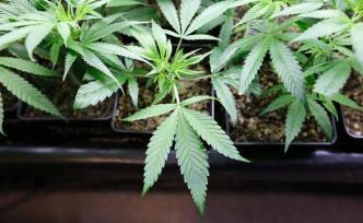 昆藥集團(tuán)已成立工業(yè)大麻事業(yè)部，開始預(yù)售大麻葉護(hù)膚品