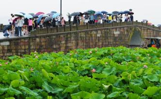 晚安·世界丨夏至將至：西湖已入梅雨季，接天蓮葉無窮碧