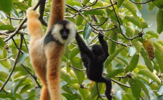 地球的一半︱东黑冠长臂猿：从“已灭绝”到32只
