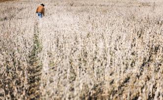 美艾奧瓦前眾議員致信上海日報：貿(mào)易爭端讓太多美農(nóng)民不高興