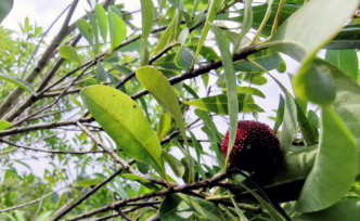 南京一區(qū)原人大常委會(huì)主任被查，其農(nóng)莊里果樹幾乎被人摘光