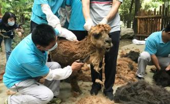 直播錄像丨夏日來臨，上海動物園的羊駝開始剪毛換“夏裝”