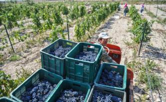 中國葡萄酒分岔路已到，未來該何去何從