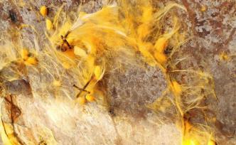 傳統(tǒng)醫(yī)學和當代藝術(shù)有什么關(guān)聯(lián)？看“默化”展的并置與潛移