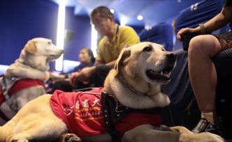 17场《一条狗的使命2》，让盲人“看见”感动