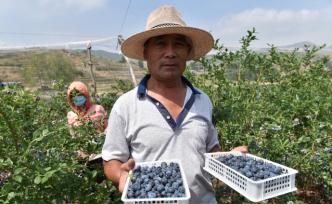 56歲農(nóng)民種“水果皇后”，比種莊稼強多了