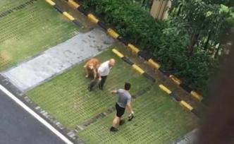 金毛犬被打死，主人表示：七旬父母均住院，對方從未道歉