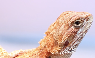 香港90后成為異寵獸醫(yī)，希望天下爬蟲類都健康成長(zhǎng)