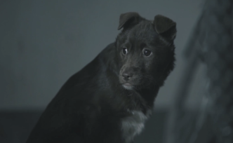 流浪狗得到救助后，這是它等待被領養(yǎng)的第70天