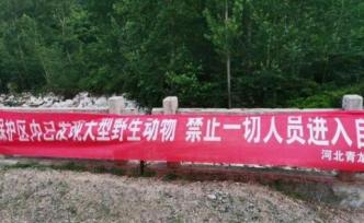 河北青龙疑现野生华北豹咬死牛羊，当地禁止居民游客上山