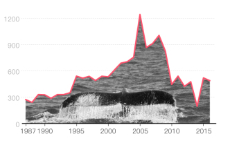 日本重啟商業(yè)捕鯨背后，不止是滿足口腹之欲那么簡單