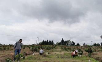 农业农村部：中国粮食产能连续7年保持在1.2万亿斤以上