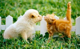 养宠自由，你实现了吗？｜2019年宠物人群专题研究报告