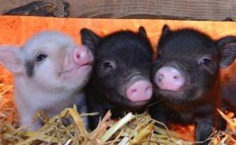 國(guó)辦：加強(qiáng)非洲豬瘟防控，對(duì)餐廚廢棄物密閉運(yùn)輸、集中處理