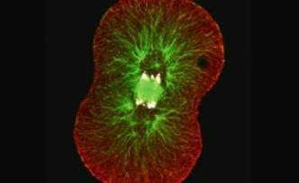 中美聯(lián)合研究首次發(fā)現(xiàn)：受精卵或非“生命起始”