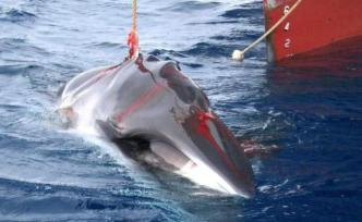 日本商店開(kāi)始出售重啟商業(yè)捕鯨后捕撈的鯨魚(yú)肉：樣品免費(fèi)試吃