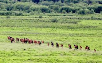 誰是中國草原的No.1？