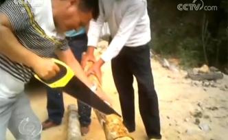 海南野生黃花梨遭盜伐：監(jiān)管失守卻理直氣壯，哪來的膽量？