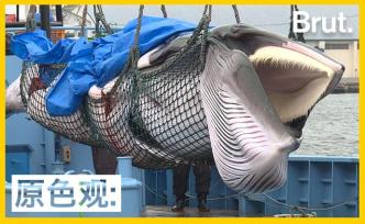 為了保持傳統(tǒng)破壞環(huán)境？日本重啟商業(yè)捕鯨引發(fā)公憤