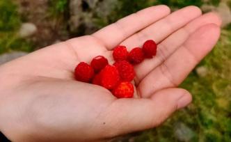 滿山野果，是野外工作者最美的小確幸